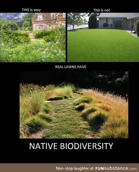 Real lawns are better for bees, use less water, and look prettier.