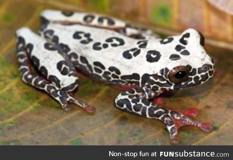 Froggo Fren #101 - "Am Dalmatian"
