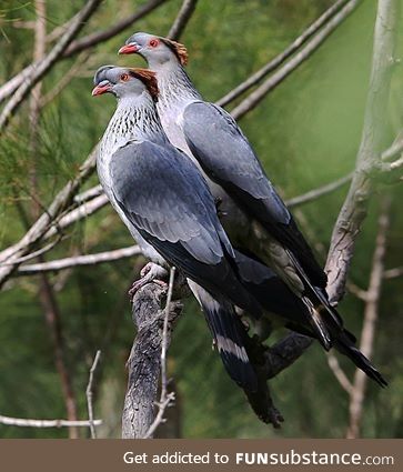 Topknot pigeon (Lopholaimus antarcticus) - PigeonSubstance