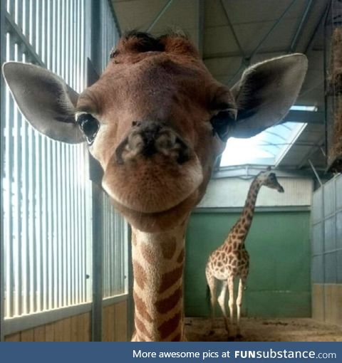 If you're reading this, this baby giraffe will grant one wish
