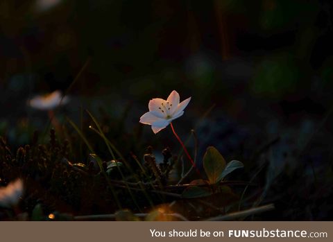 Arctic starflower tainted by sunset (this is one of my photos)