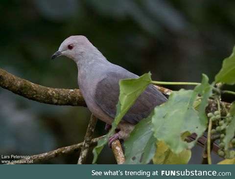 Barking imperial pigeon (Ducula latrans) - PigeonSubstance