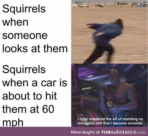 Squirrels in a nut shell