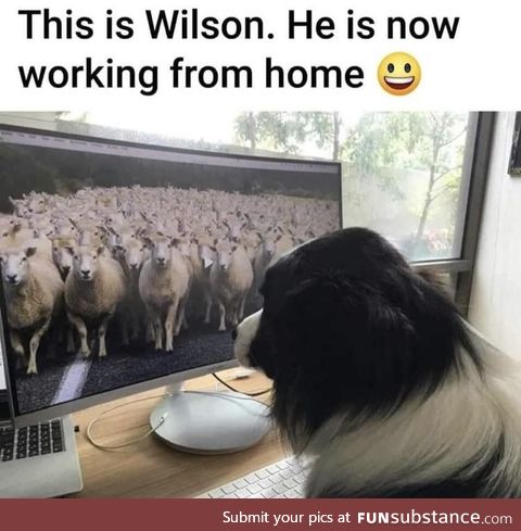 Sheepdog working from home