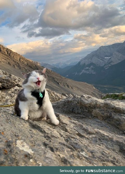 Cat's can do a little hiking