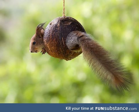 Squirrel in a nut-shell