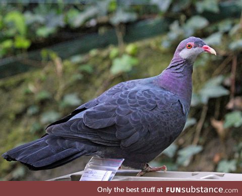 Metallic pigeon (Columba vitiensis) - PigeonSubstance