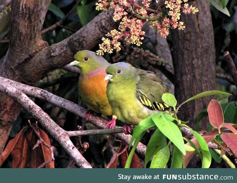 Orange-breasted green pigeon (Treron bicinctus) - PigeonSubstance