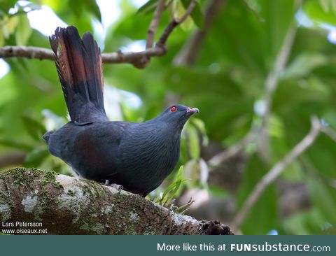 Goliath imperial pigeon (Ducula goliath) - PigeonSubstance