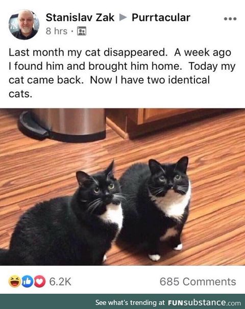 How you get TWO cats