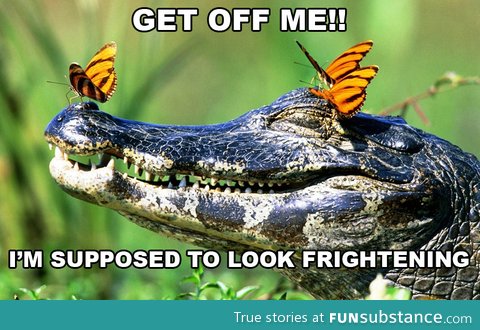 Crocodile is not pleased with being fabulous