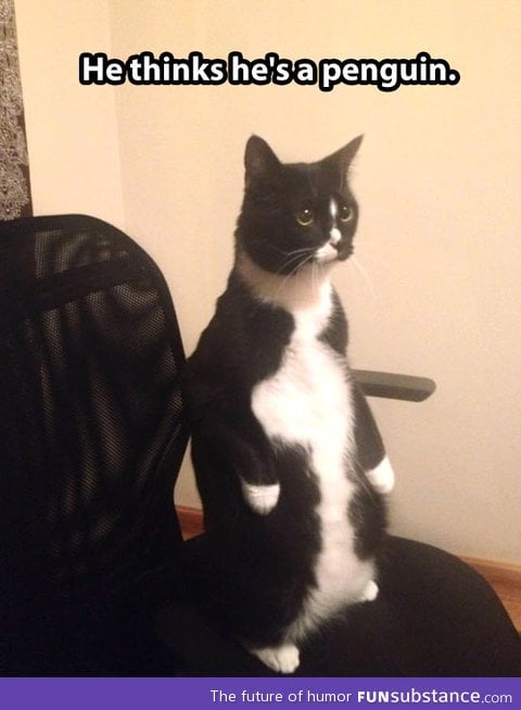 Cat thinks he's a penguin