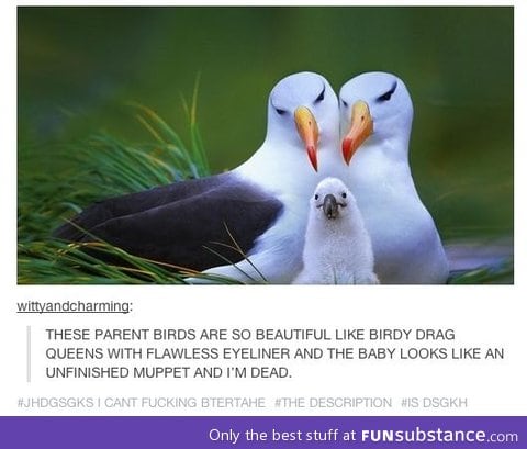 Fabulous parent birds