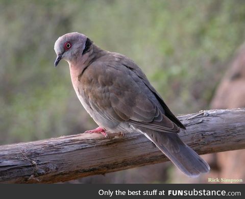 Mourning collared dove (Streptopelia decipiens) - PigeonSubstance