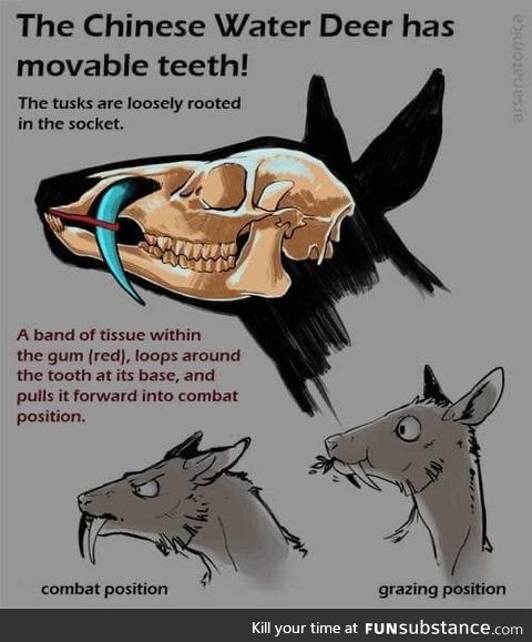 The Chinese Water Deer has moveable teeth