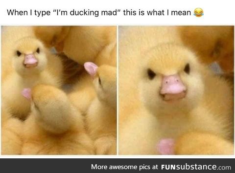 Ducking mad