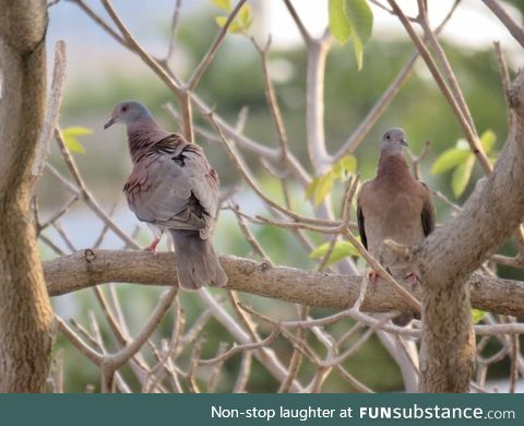 Pale-vented pigeon (Patagioenas cayennensis) - PigeonSubstance