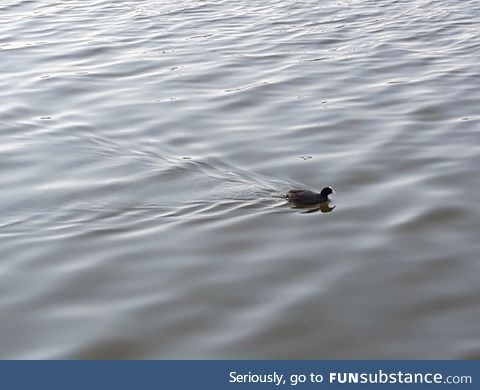 A Coot Water Birb