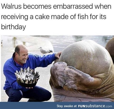 Walruses are the cutest