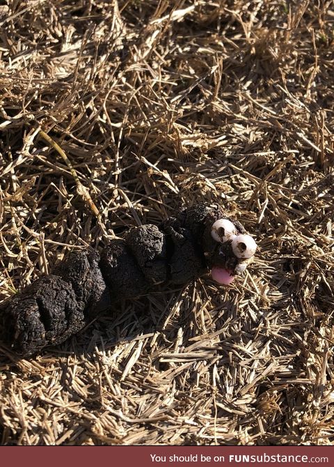 My dog ate a squeaky toy and pooped this out. Excited to spend Christmas with Mr. Hankey