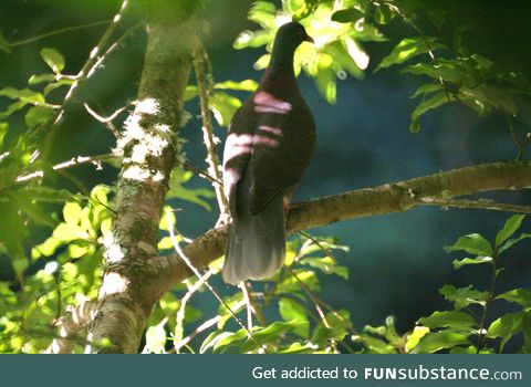 Laurel pigeon (Paloma rabiche) - PigeonSubstance