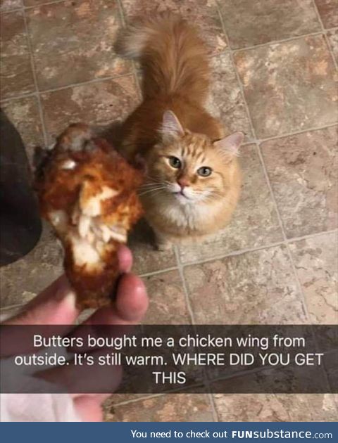 This cat is a national treasure!