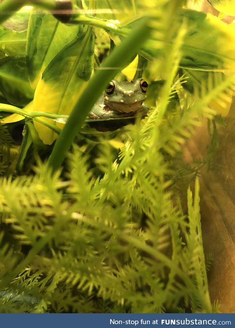 Froggo Fun #109 - Master of Camouflage