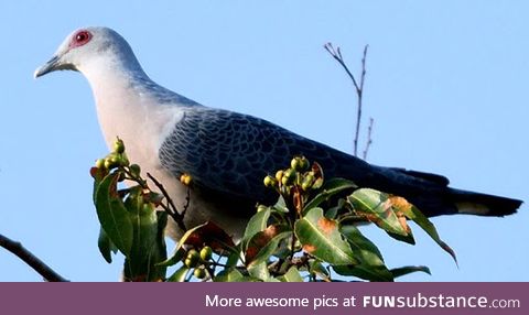 Afep pigeon (Columba unicincta) - PigeonSubstance