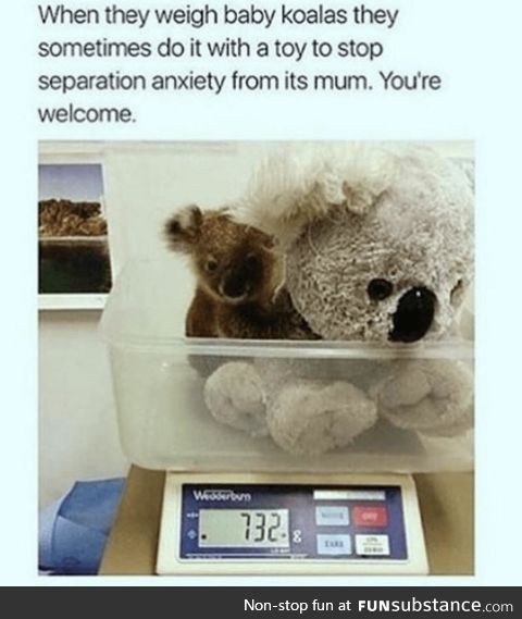 Never stress out the Koala