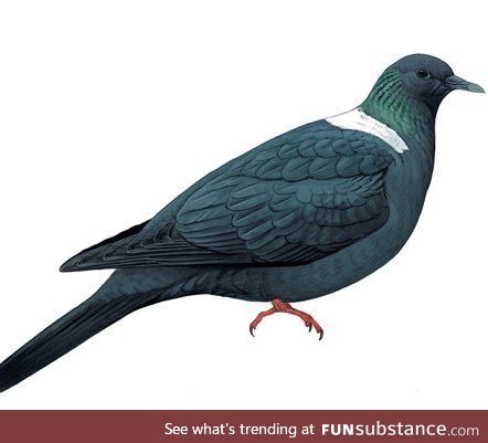 Ryukyu wood pigeon (Columba jouyi) - PigeonSubstance