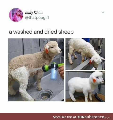 Washed Sheep