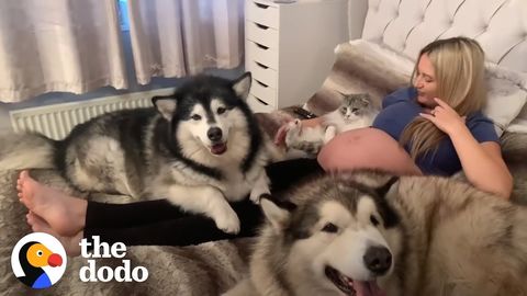 Family introduces new baby to their dogs and cat
