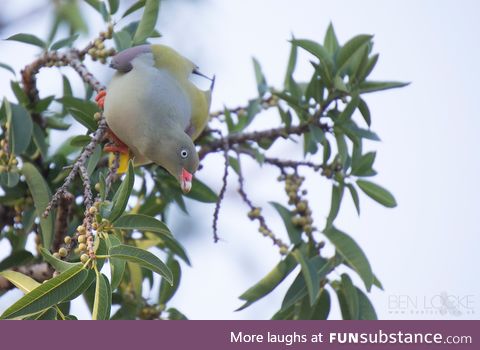 African green pigeon (Treron calvus) - PigeonSubstance