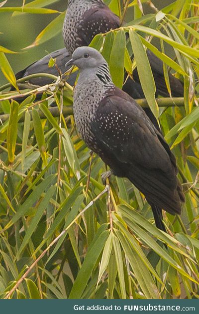 Speckled wood pigeon (Columba hodgsonii) - PigeonSubstance