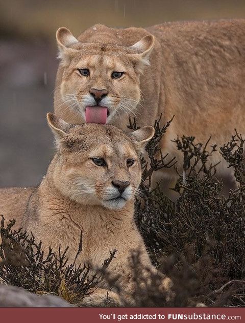 Puma couple goals