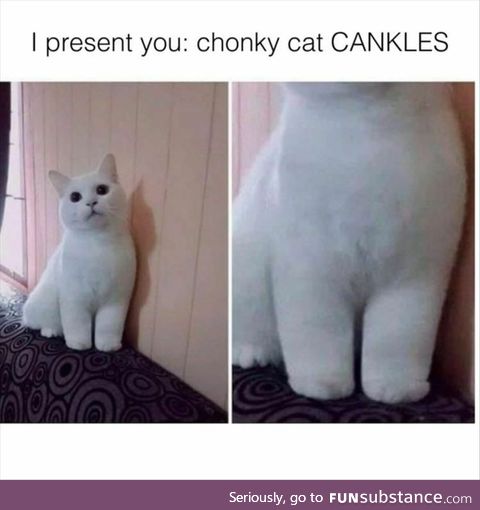 Fluffy Cat Ankles