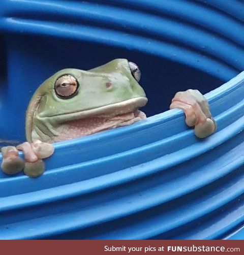 Froggo Fun #117 - "Da frog they doin' over there?"