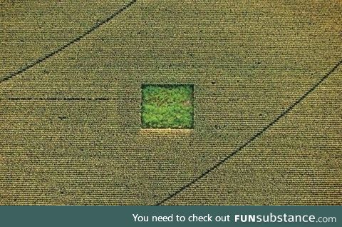 Cannabis field in the middle of a Cornfield. You would have to be a little high to see