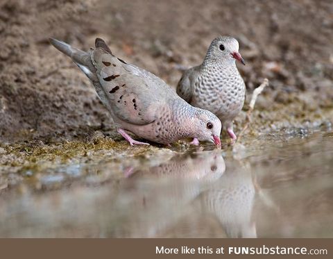 Common ground dove (Columbina passerina) - PigeonSubstance