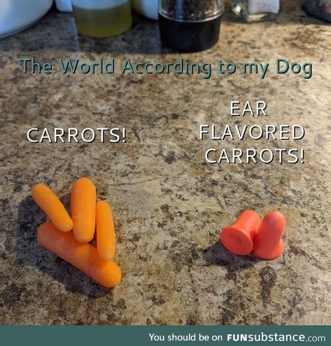 The world according to my dog