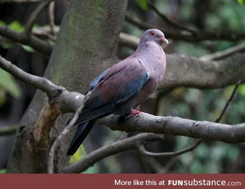 Maranon pigeon (Patagioenas oenops) - PigeonSubstance