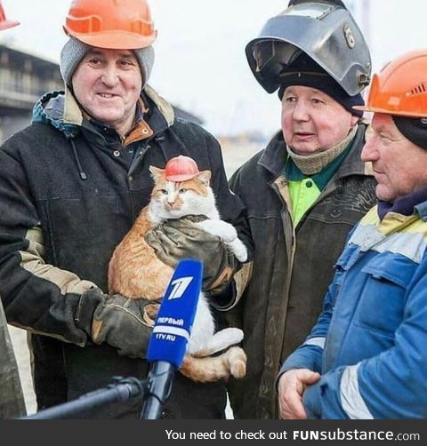 Construction cat with a little red hard hat!