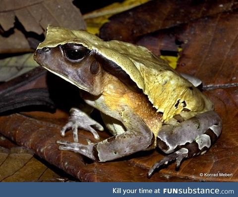 Froggo Fren #105 - Channing's Toad