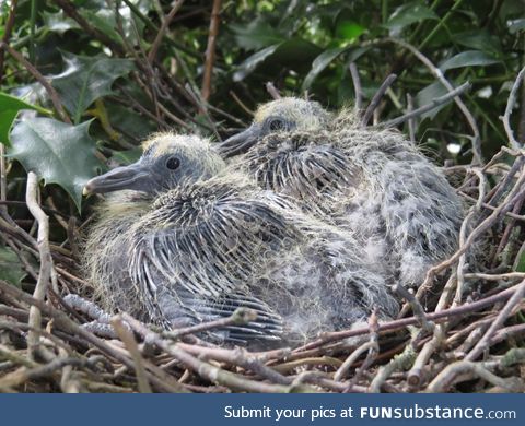 Wood pigeon younglings