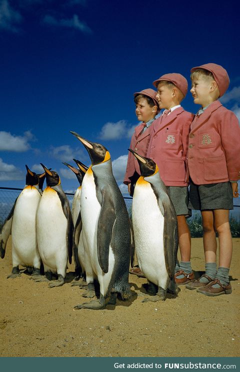 Boys dressed up in school uniforms pose with king penguins at the London Zoo, 1953