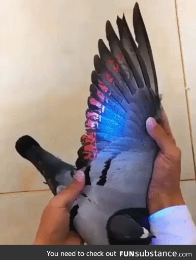 Solar panels hidden in pigeon wings