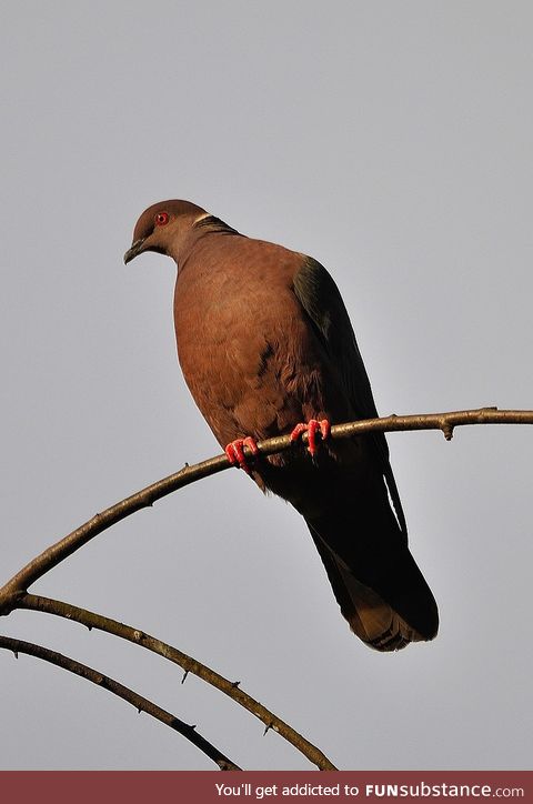 Chilean pigeon (Patagioenas araucana) - PigeonSubstance