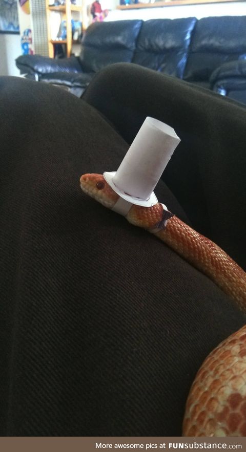 I need to get out. My snake ready for our fancy dinner tonight