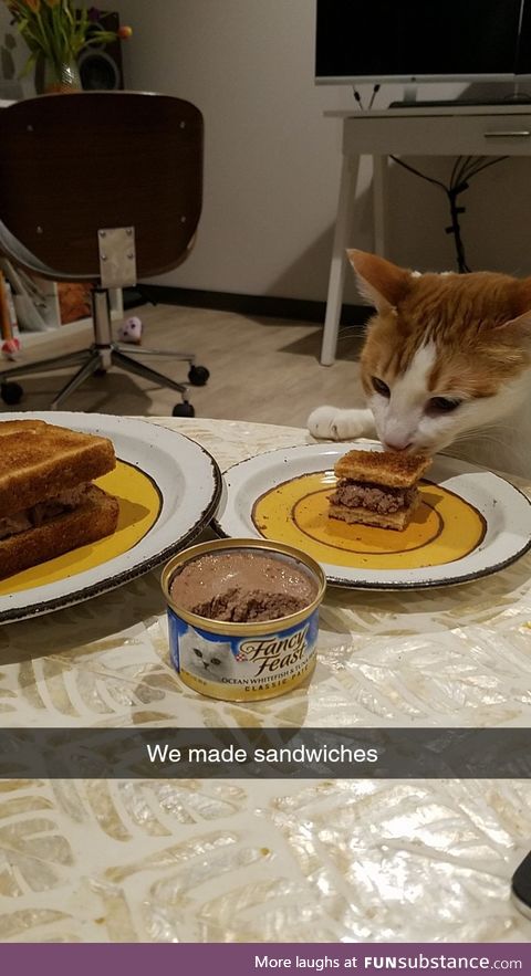 Cats can have a little toast