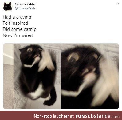 Catnip. Not even once